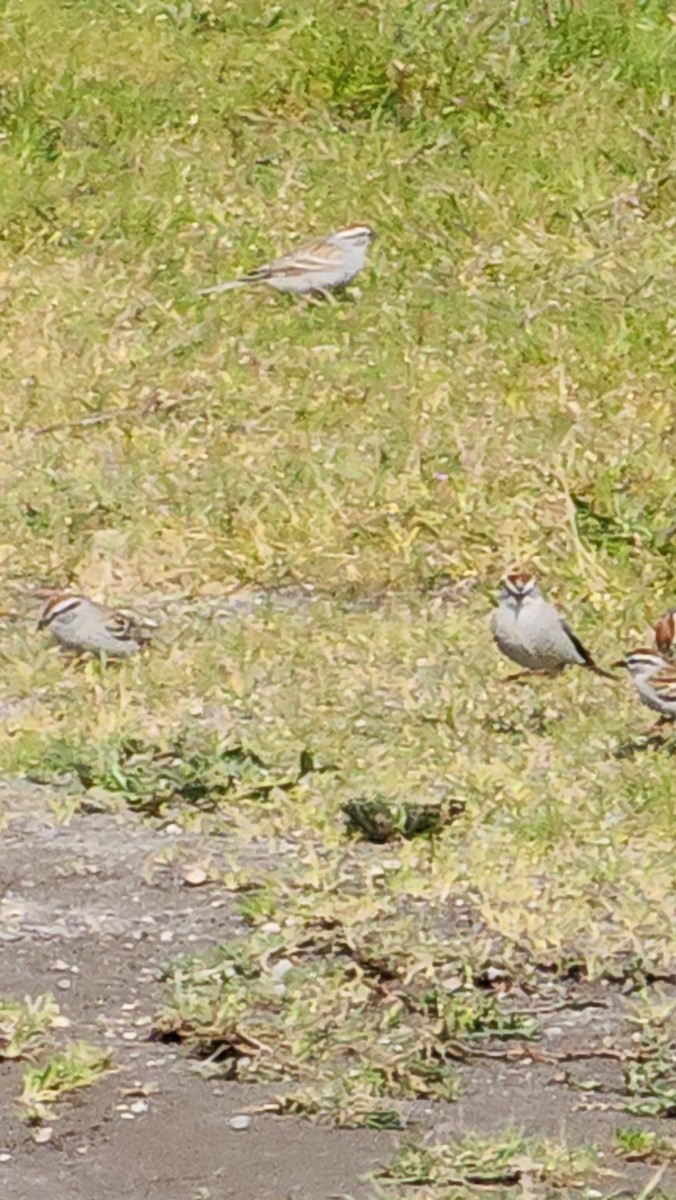 Chipping Sparrow - ML618175842