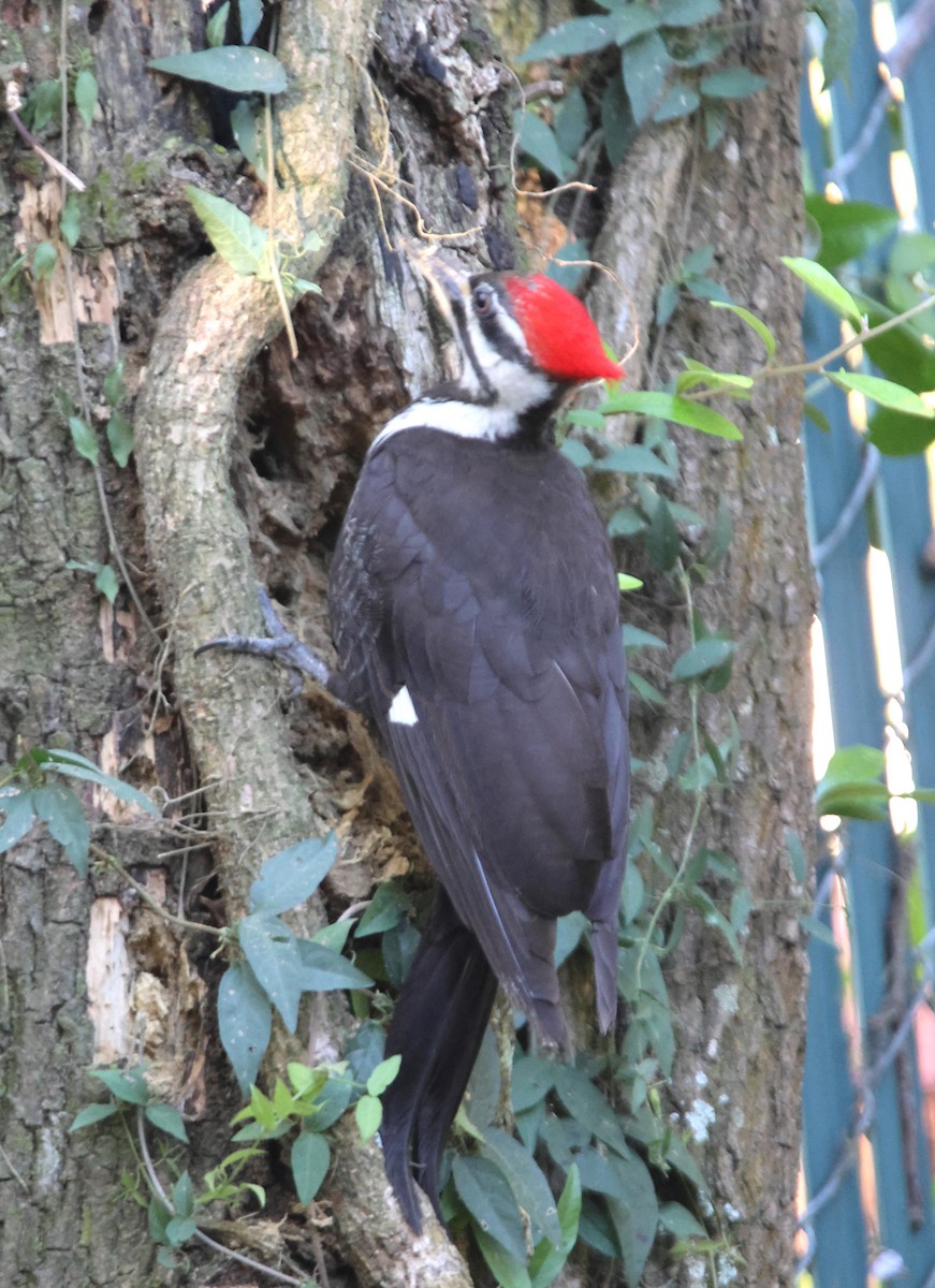 Pileated Woodpecker - ML618175905