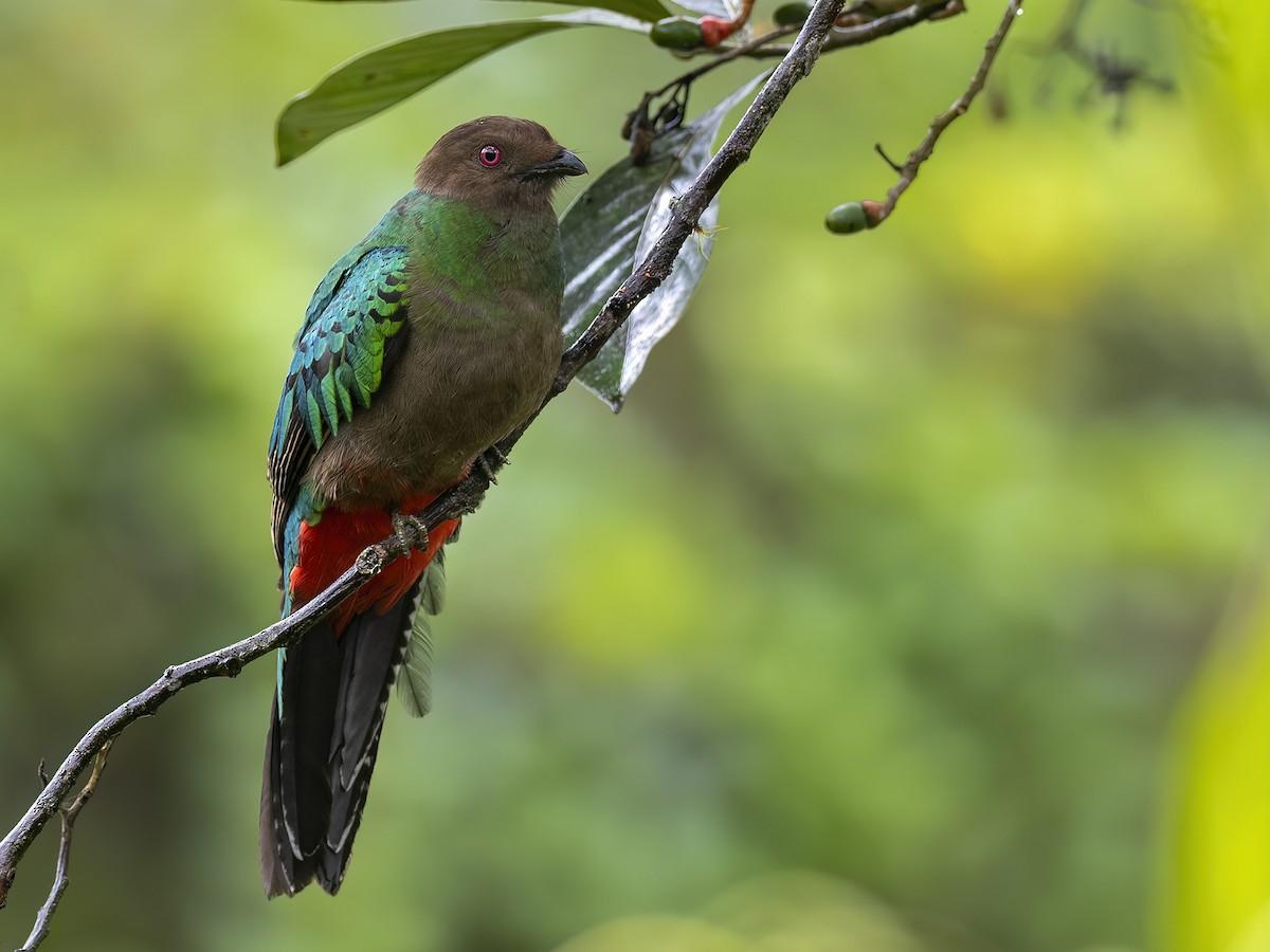 Quetzal Cabecidorado - ML618175906