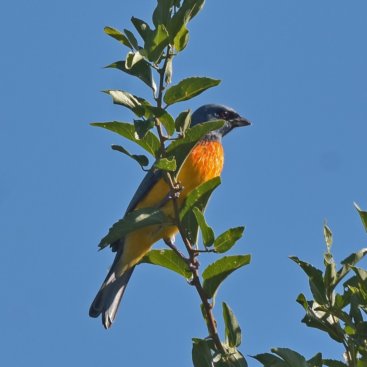 Blue-and-yellow Tanager - ML618175921
