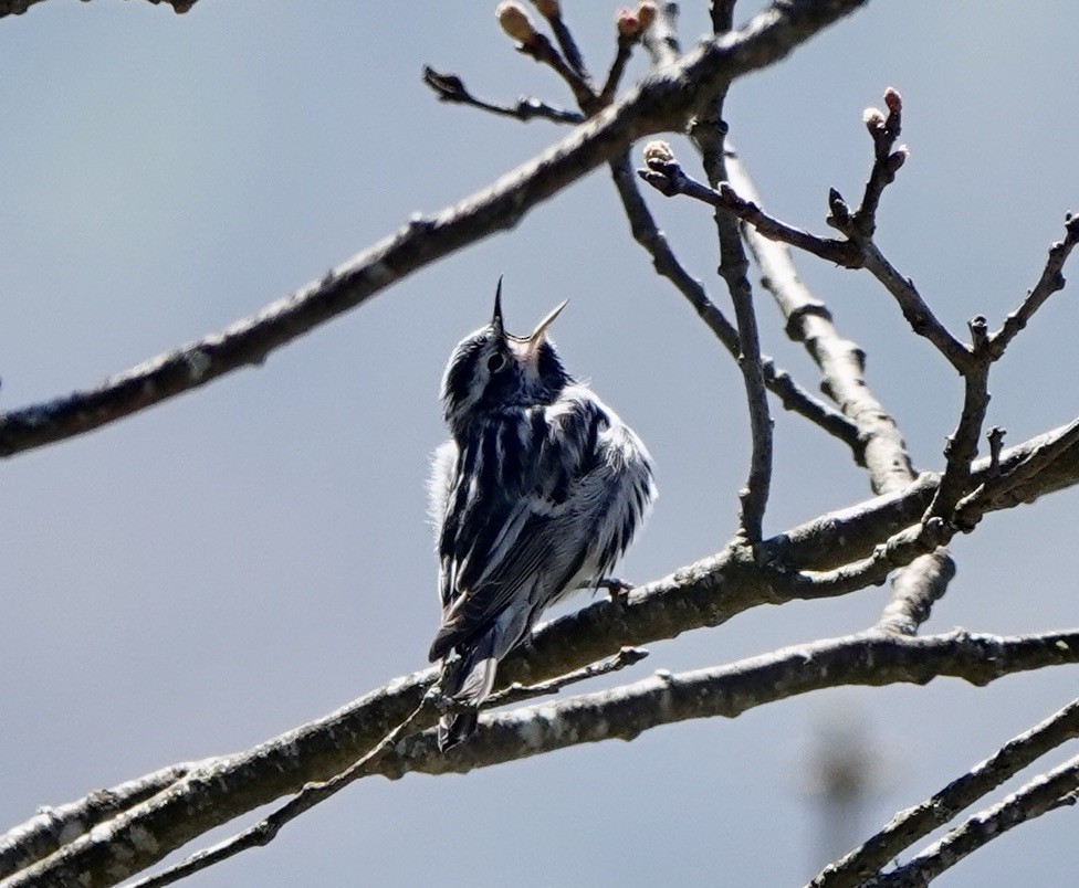 Black-and-white Warbler - ML618175940