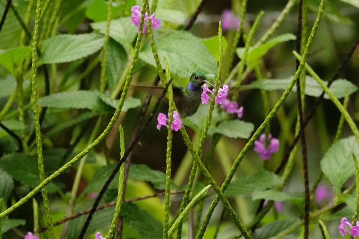 Blue-chested Hummingbird - ML618175986