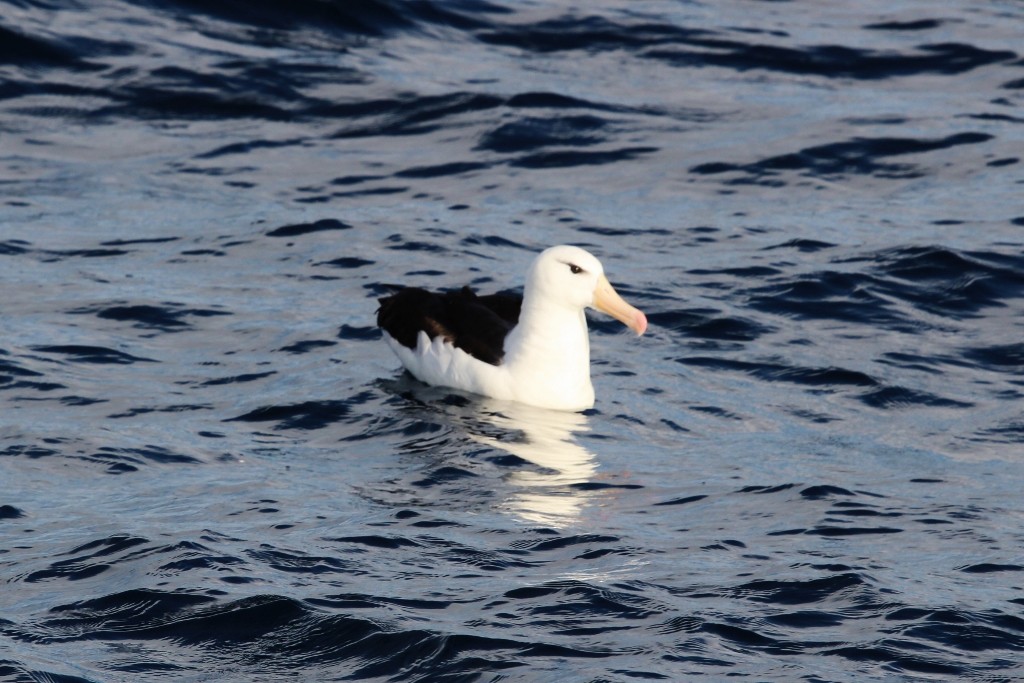 Black-browed Albatross (Black-browed) - ML618176003