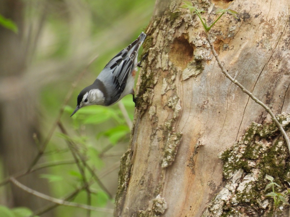 White-breasted Nuthatch - ML618176010