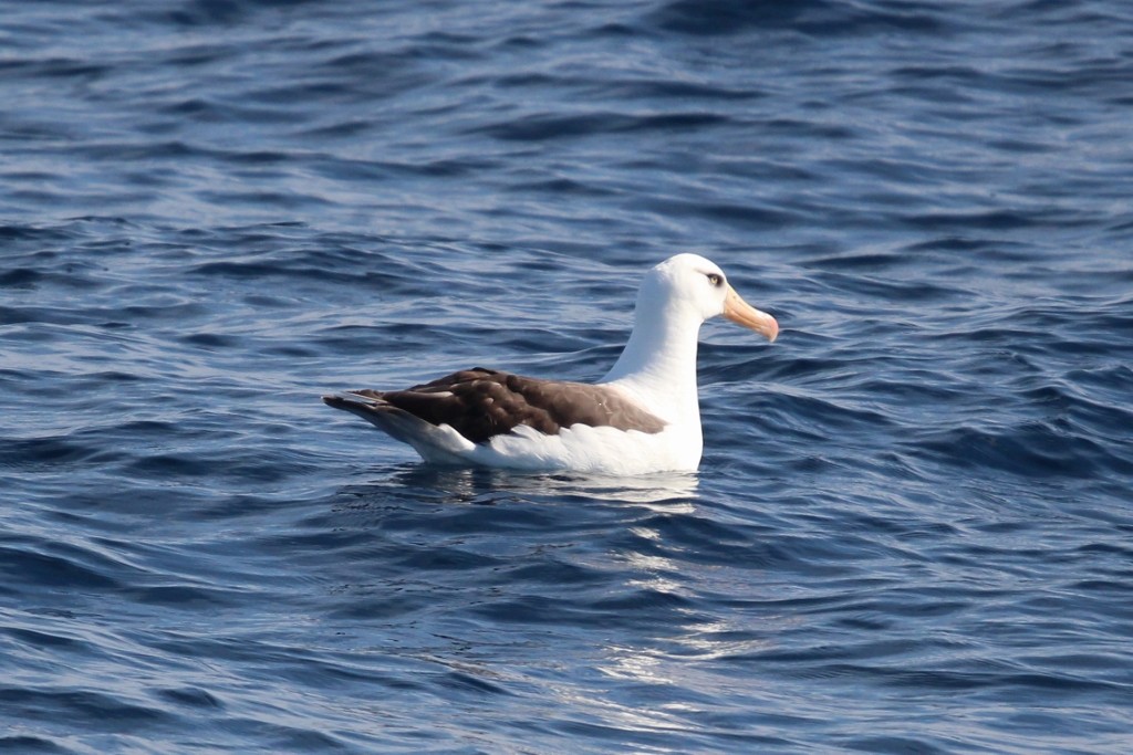 Black-browed Albatross (Campbell) - ML618176014