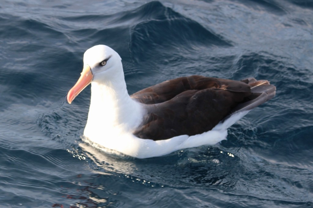 Black-browed Albatross (Campbell) - Richard Arnold