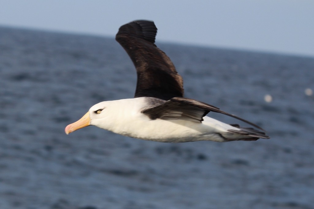 Black-browed Albatross (Campbell) - ML618176034