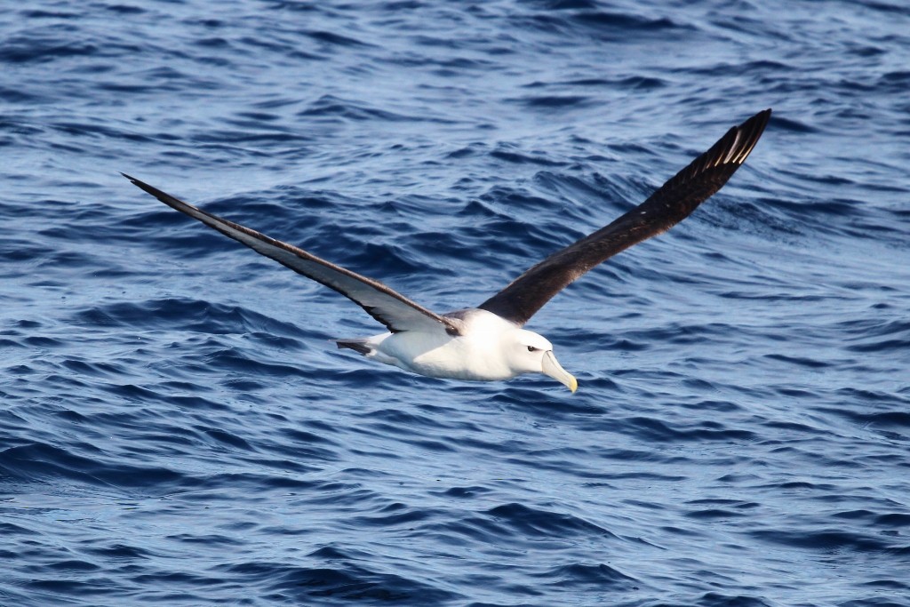 White-capped Albatross - Richard Arnold