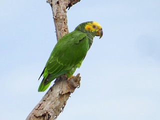  - Yellow-faced Parrot