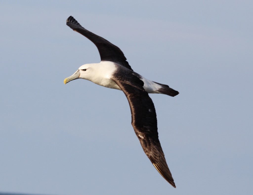 White-capped Albatross - ML618176072