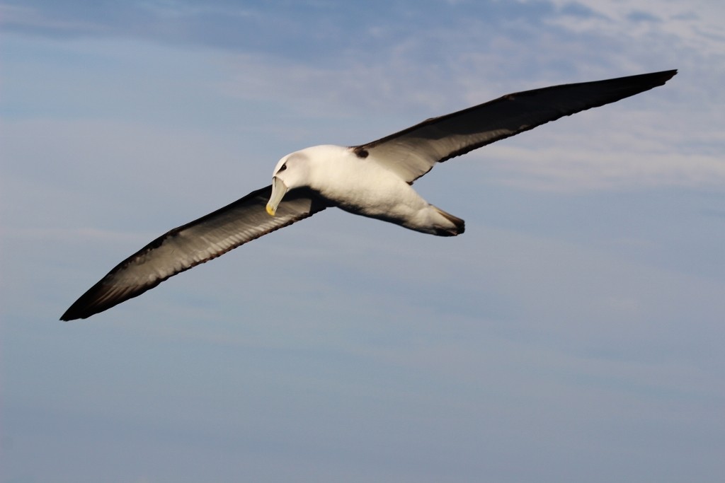 White-capped Albatross - ML618176080
