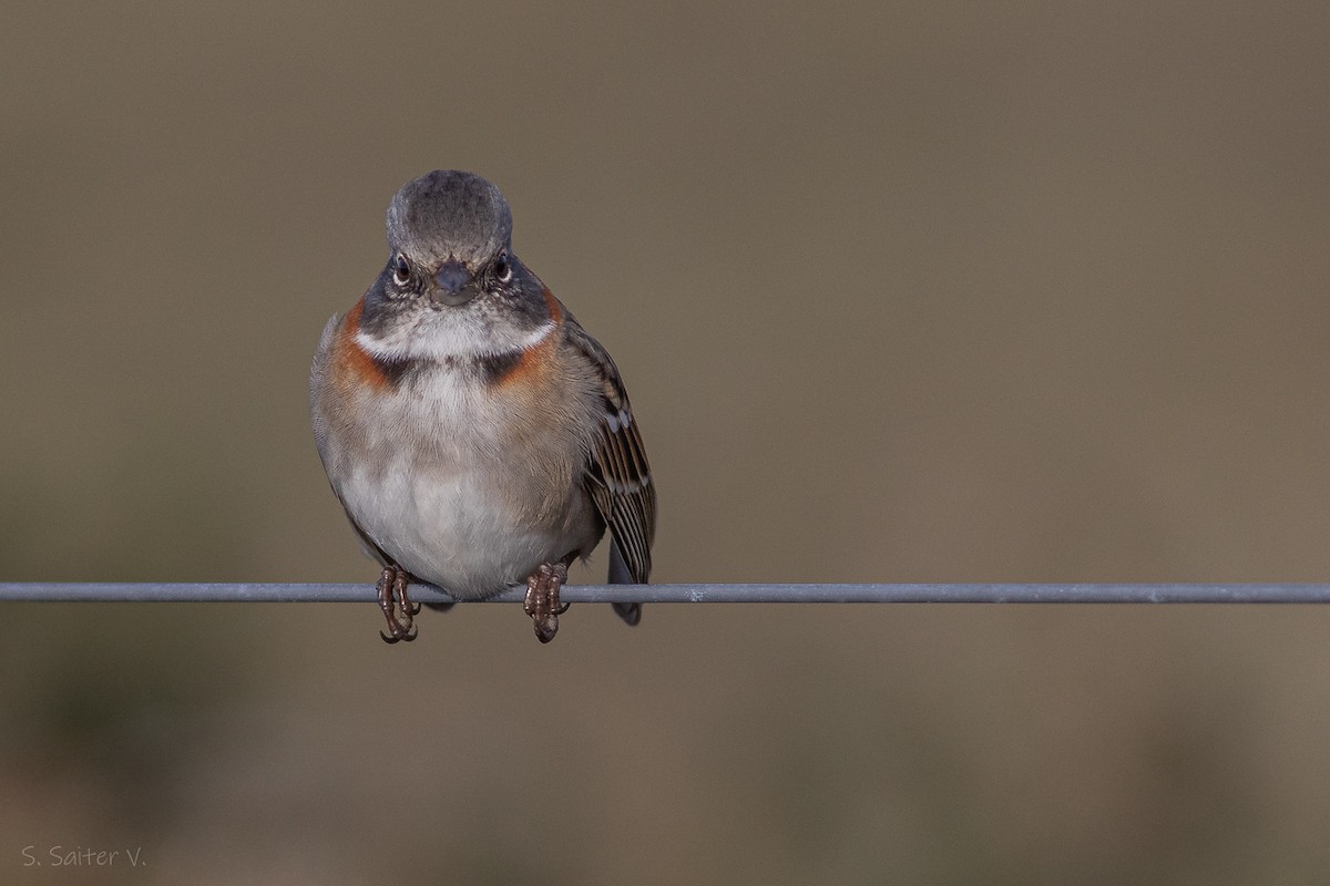 Rufous-collared Sparrow (Patagonian) - ML618176121