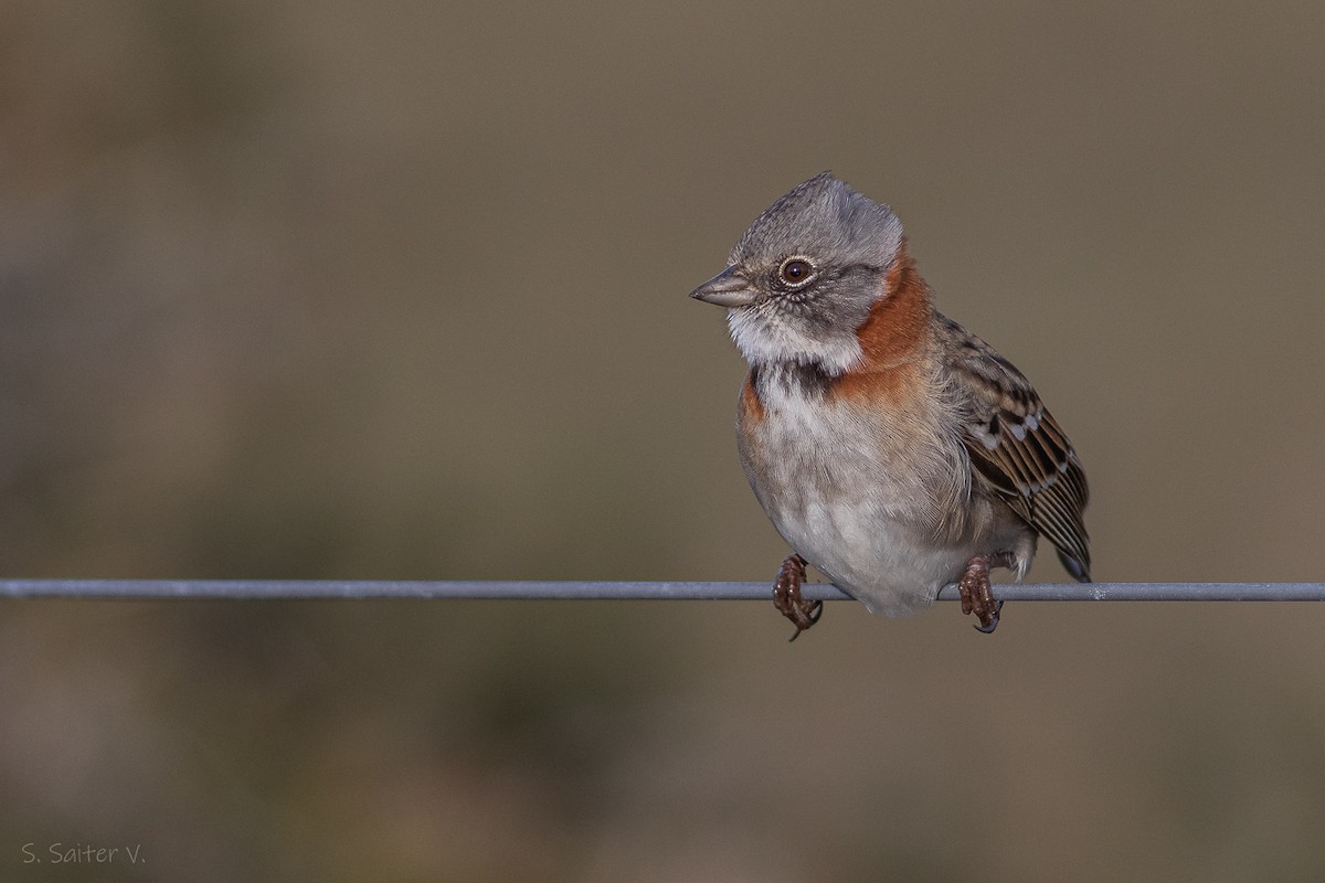 Rufous-collared Sparrow (Patagonian) - ML618176122