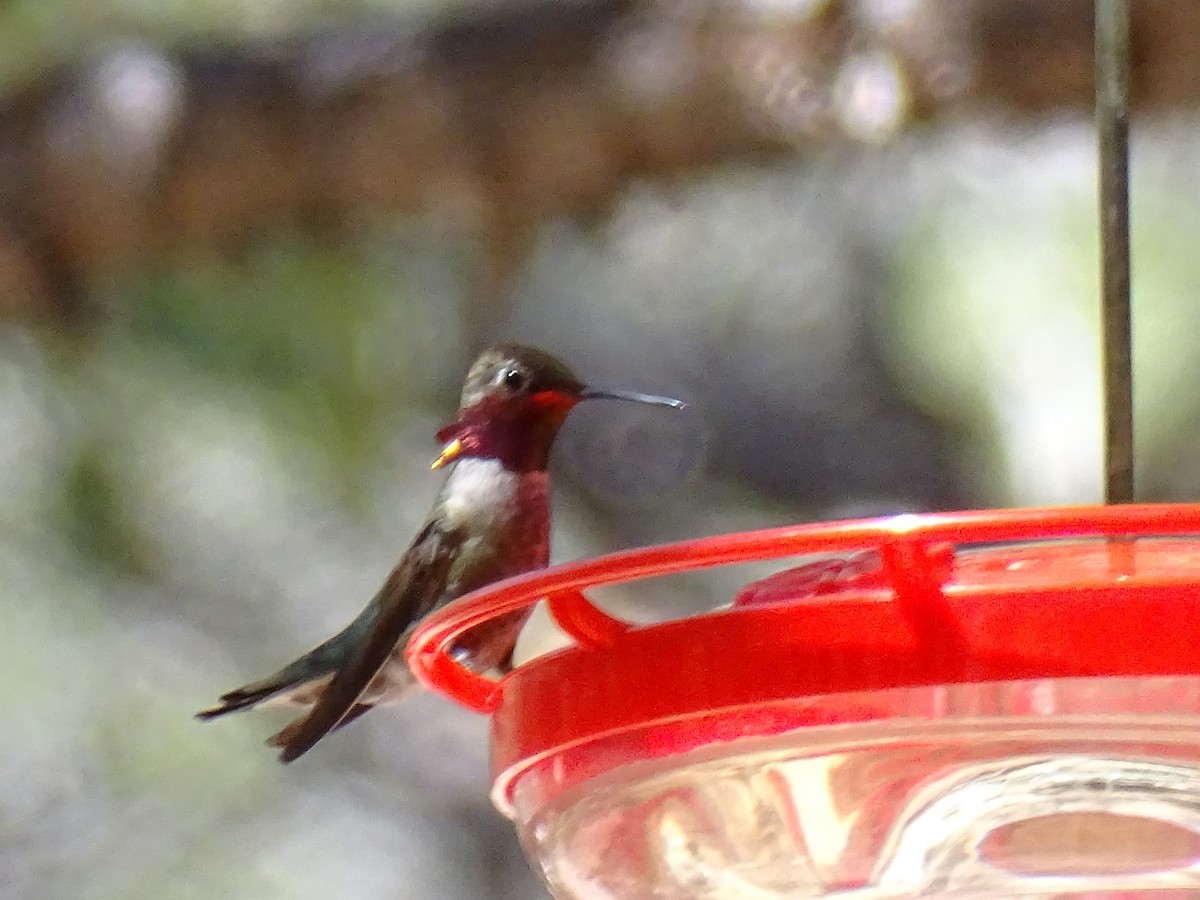 Broad-tailed Hummingbird - Melissa Johnson