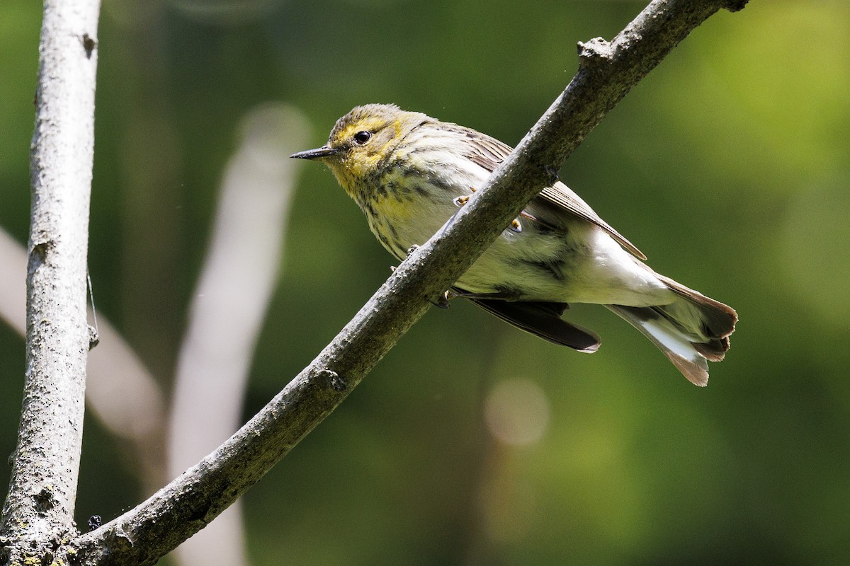 Cape May Warbler - ML618176137
