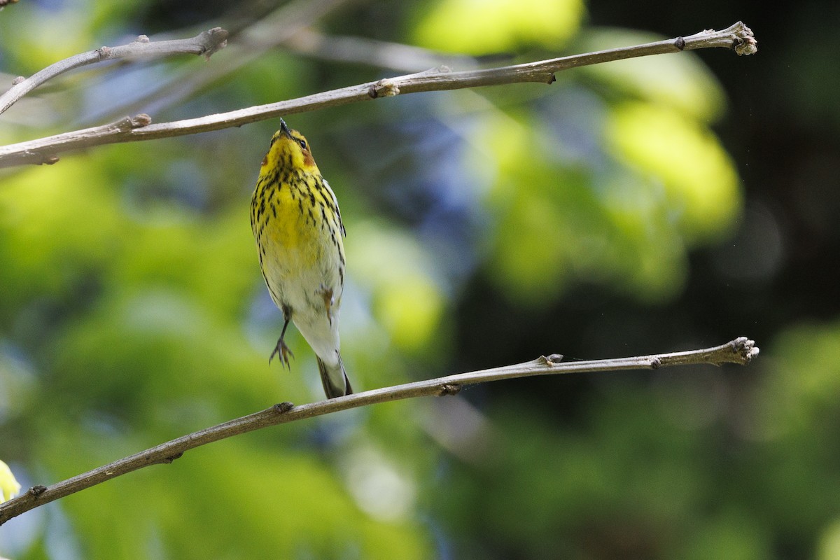 Cape May Warbler - ML618176138