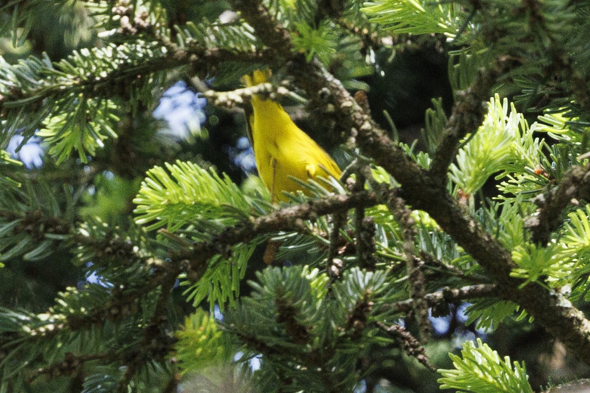 Yellow Warbler - Tommy Quarles