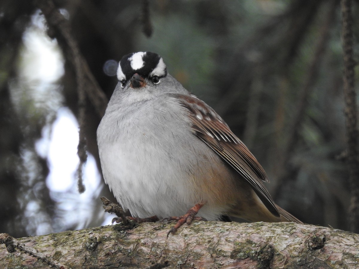 White-crowned Sparrow - ML618176215