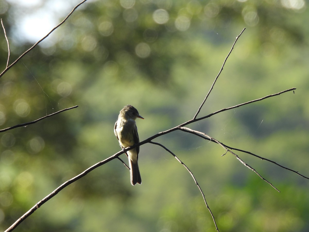 Southern Tropical Pewee - ML618176242