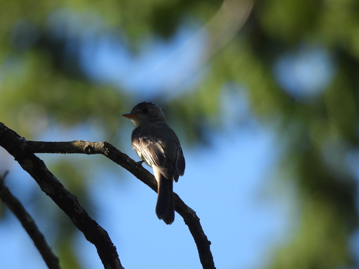 Southern Tropical Pewee - ML618176243