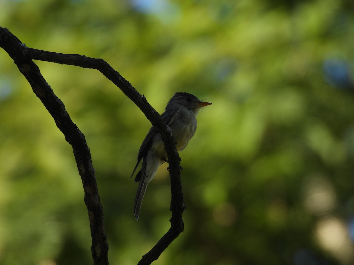 Southern Tropical Pewee - ML618176244