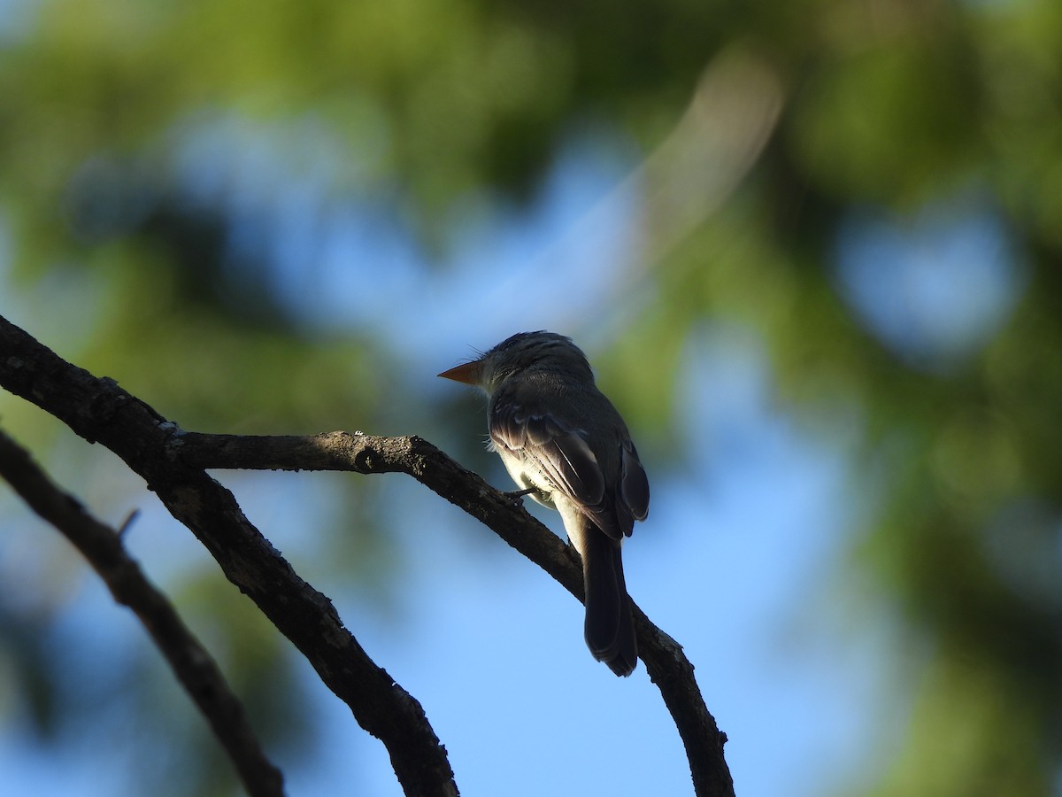 Southern Tropical Pewee - ML618176245