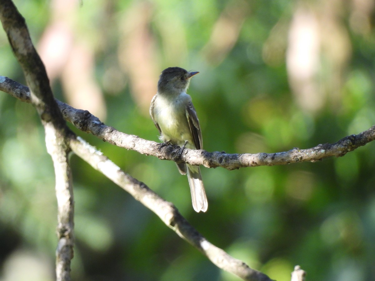 Southern Tropical Pewee - ML618176248
