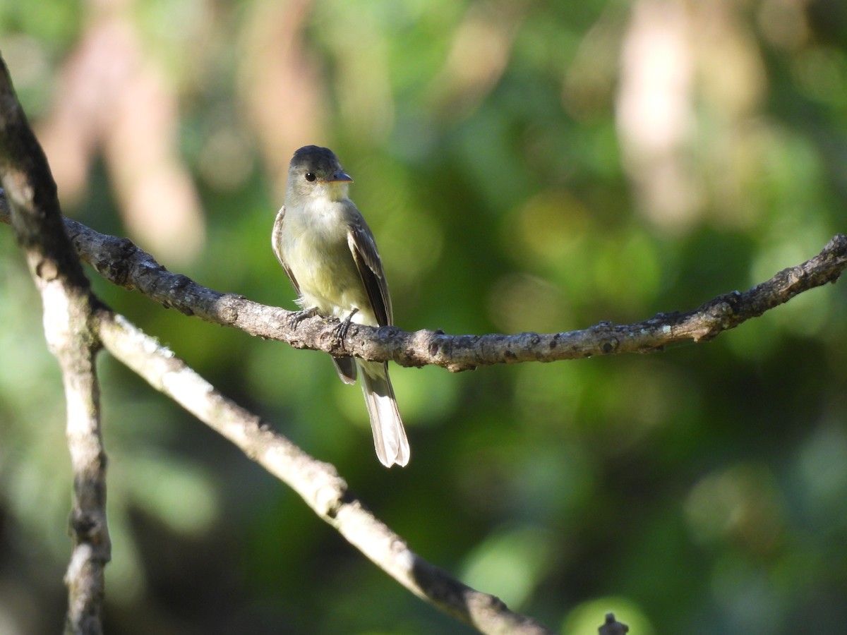 Southern Tropical Pewee - ML618176249