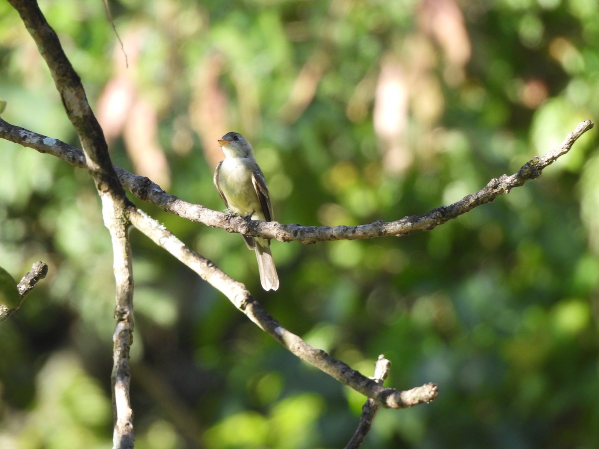 Southern Tropical Pewee - ML618176250