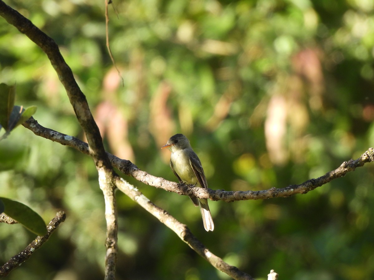 Southern Tropical Pewee - ML618176251