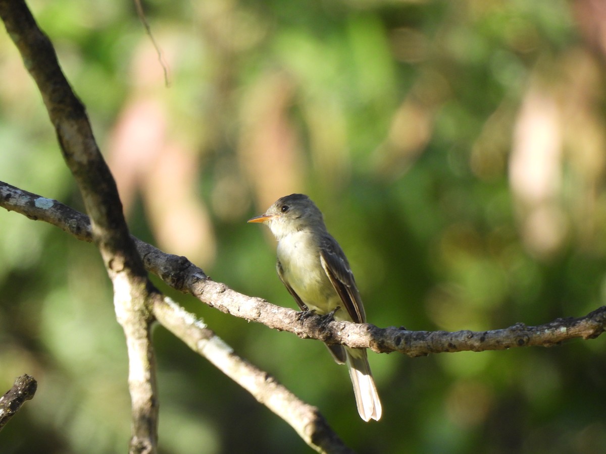 Southern Tropical Pewee - ML618176252