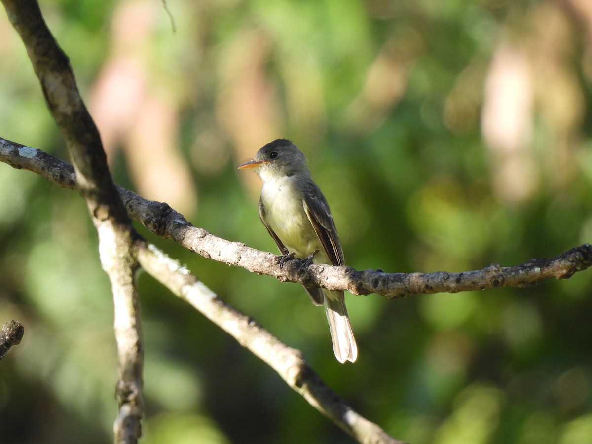 Southern Tropical Pewee - ML618176253