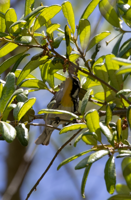 Yellow-throated Warbler - ML618176284