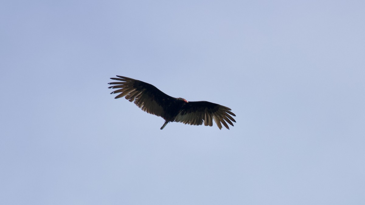 Turkey Vulture - Brian Rusnica