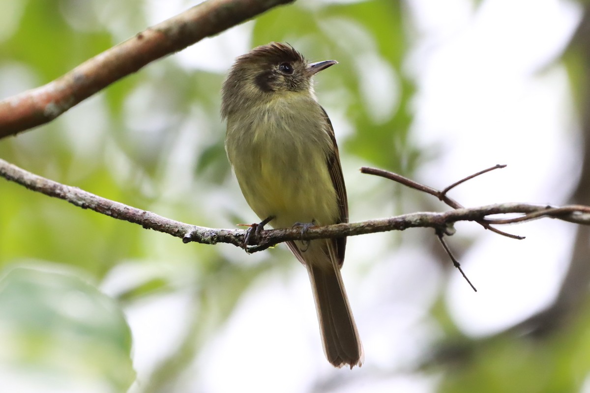 Sepia-capped Flycatcher - ML618176302