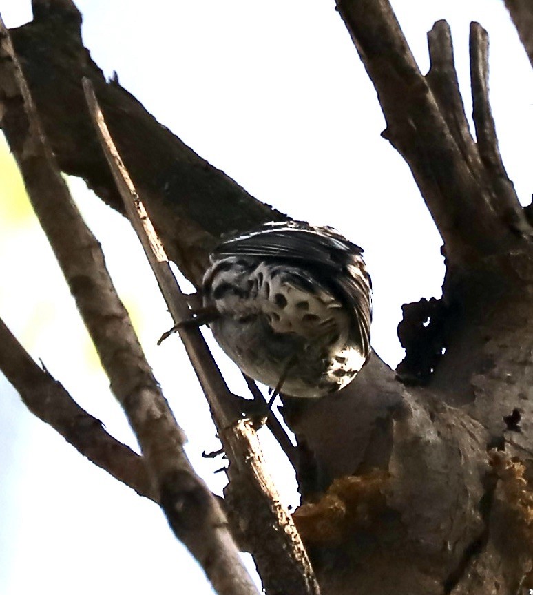 Black-and-white Warbler - ML618176305