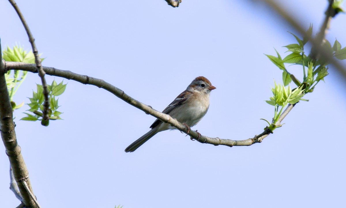 Field Sparrow - ML618176314