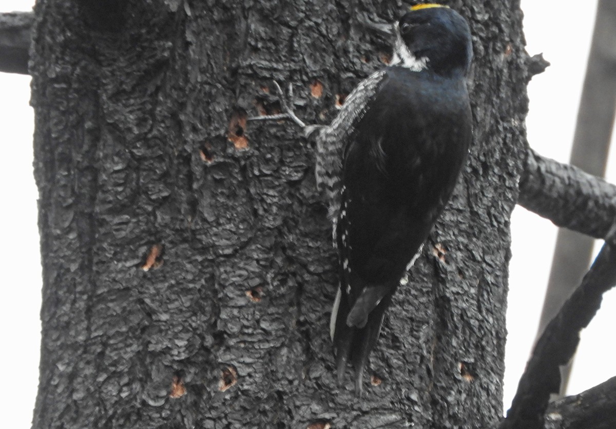 Black-backed Woodpecker - ML618176365