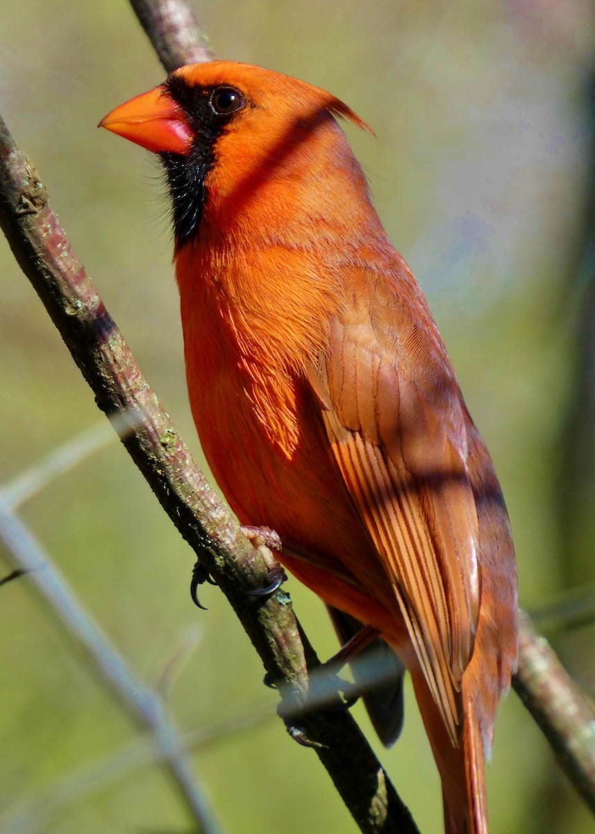 Northern Cardinal - David Assmann