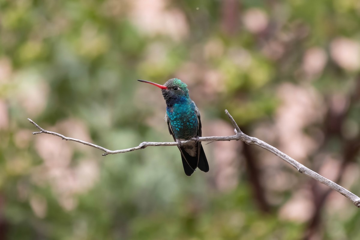 Broad-billed Hummingbird - Corinne Howard