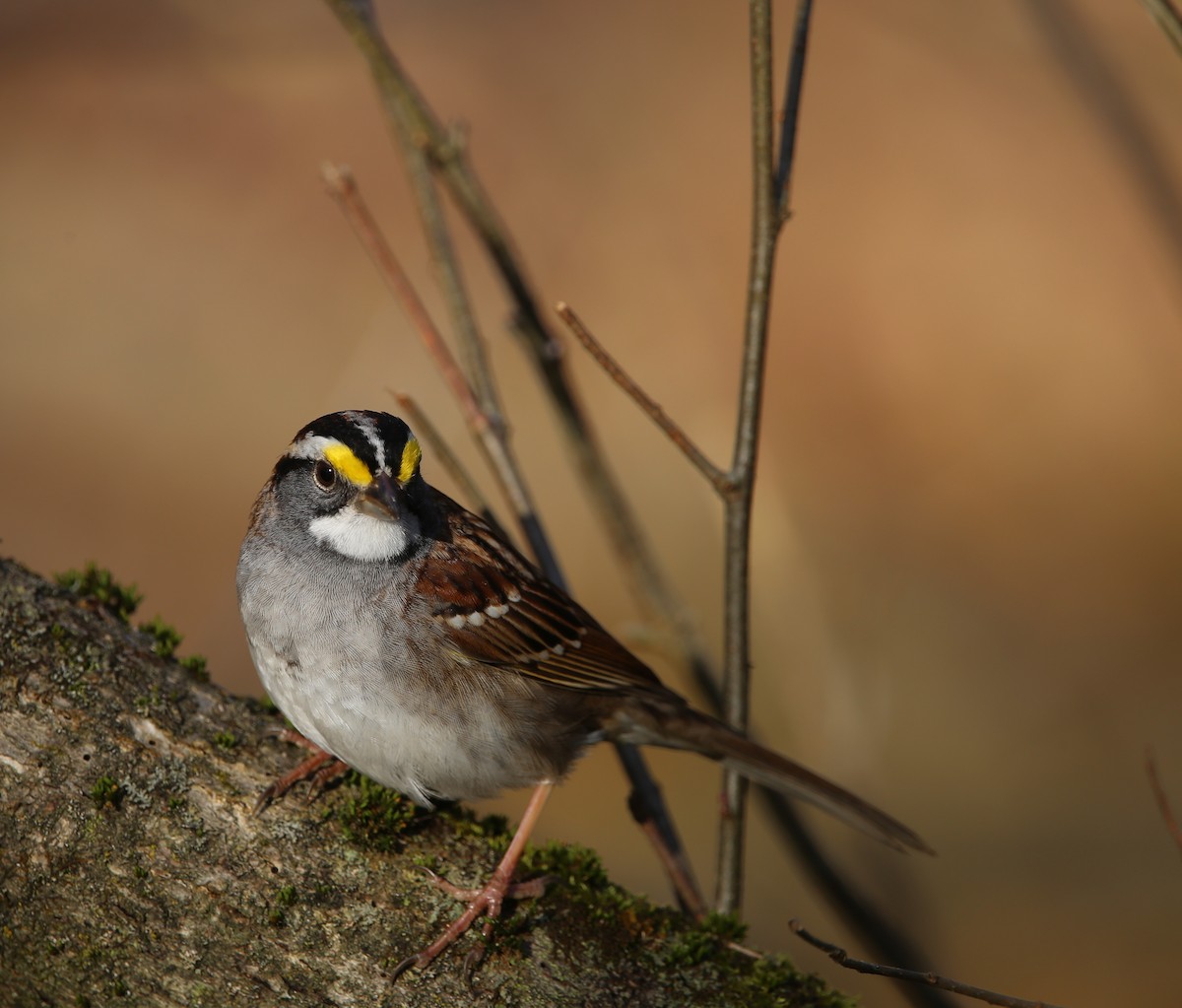 White-throated Sparrow - ML618176380