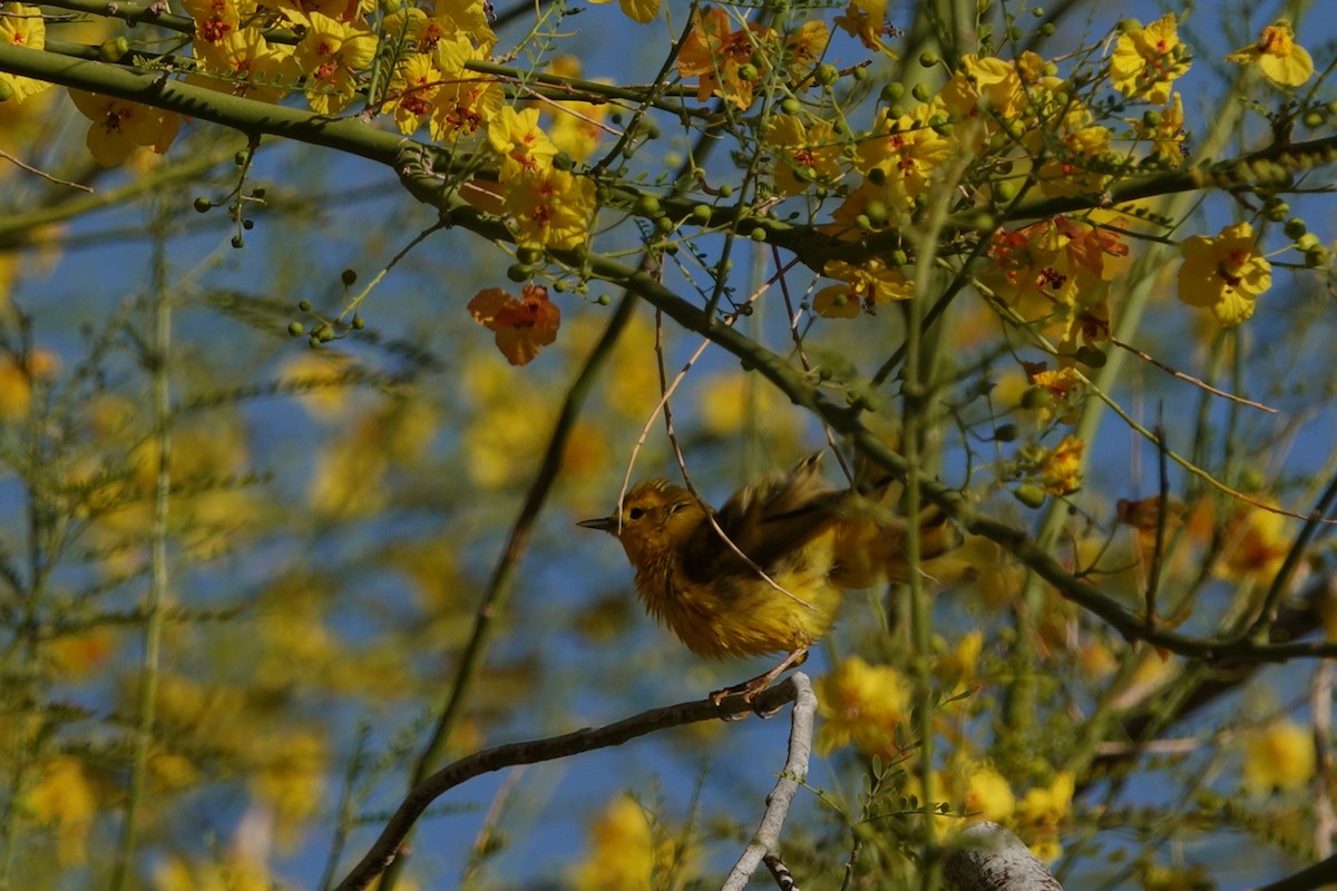 Yellow Warbler - Tracee Geernaert