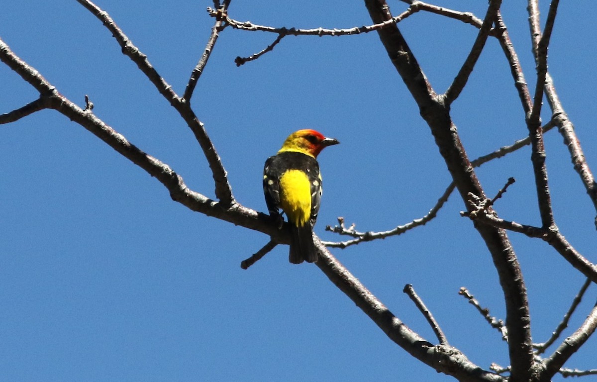 Western Tanager - ML618176411