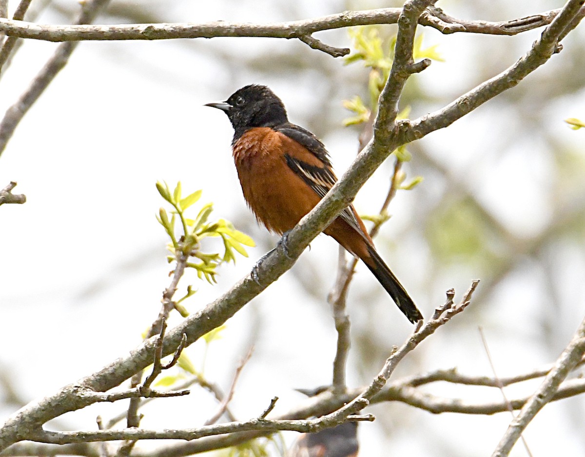 Orchard Oriole - ML618176417