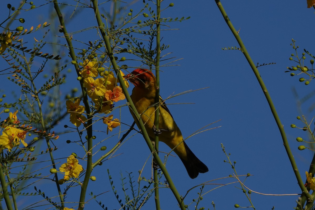 Western Tanager - Tracee Geernaert