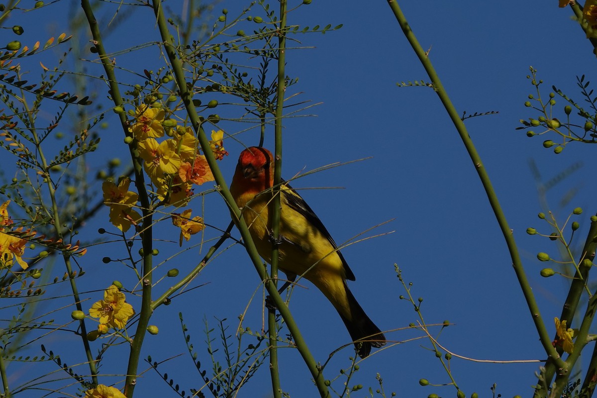 Western Tanager - Tracee Geernaert