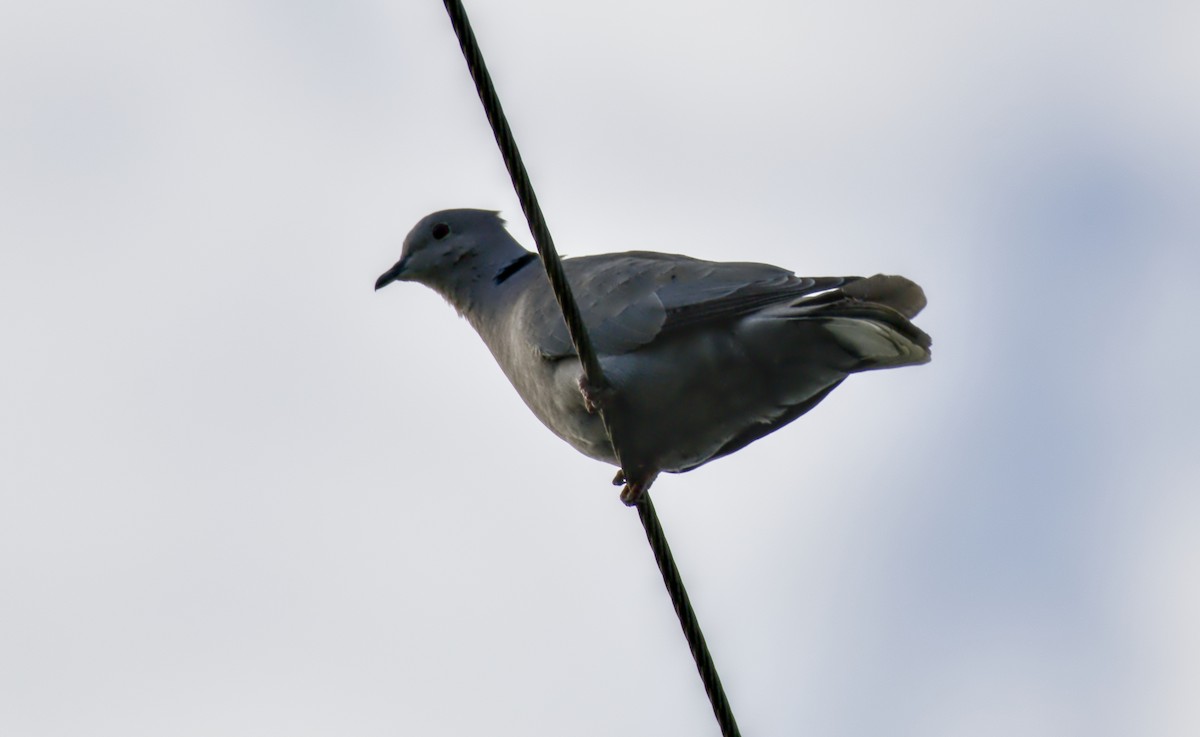 Eurasian Collared-Dove - Rickey Shive