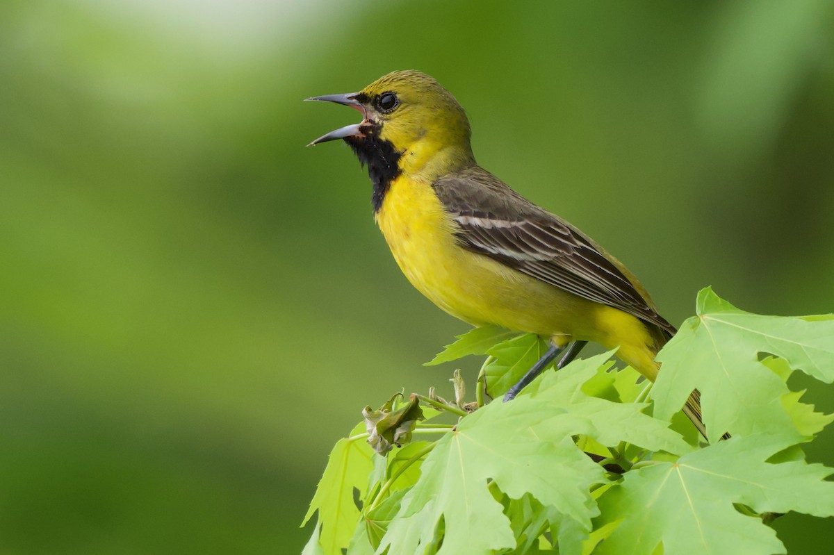 Orchard Oriole - ML618176448