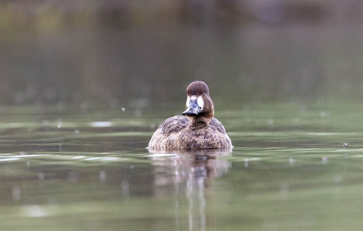 Greater Scaup - ML618176497