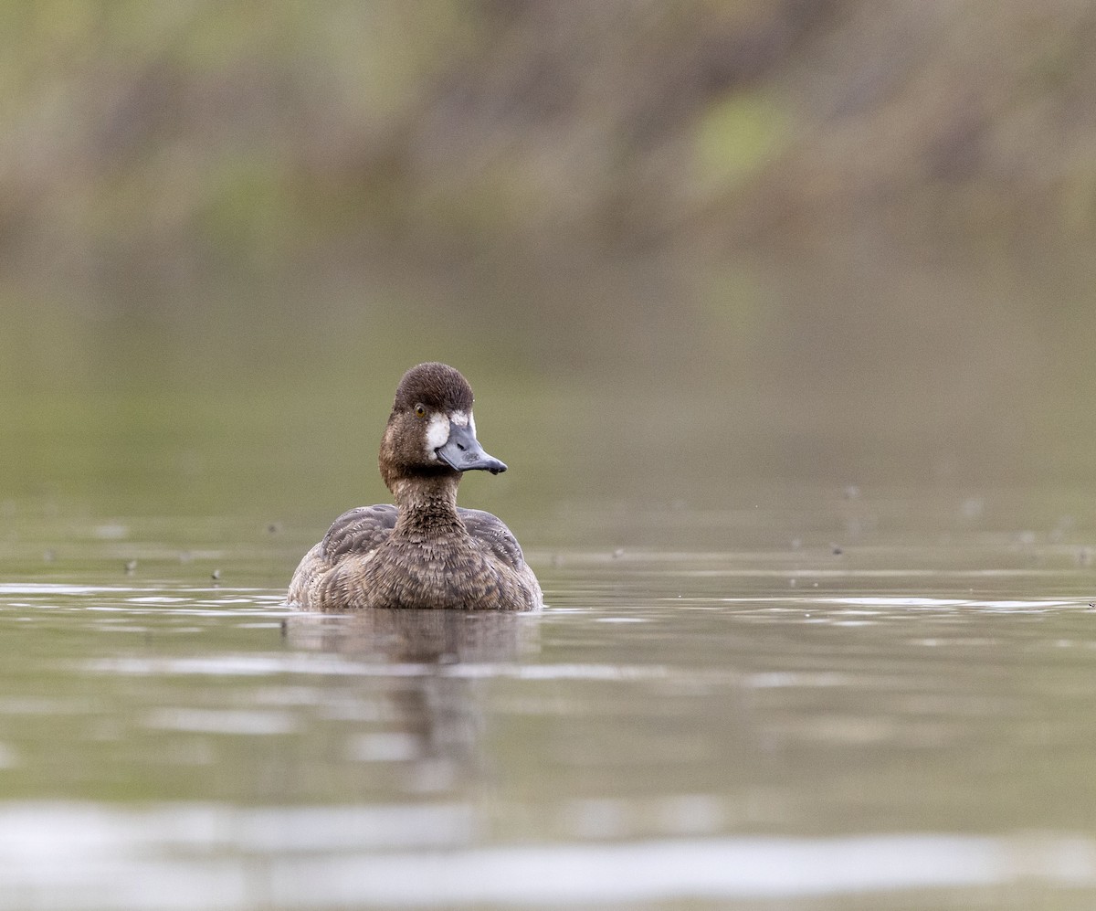 Greater Scaup - ML618176498